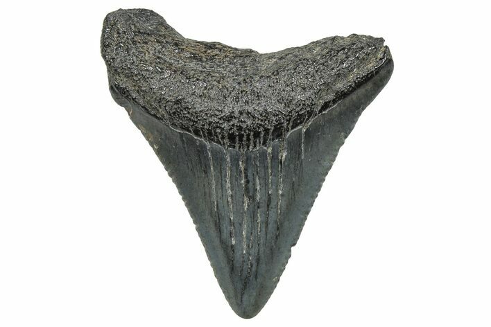 Serrated, Juvenile Megalodon Tooth - South Carolina #298771